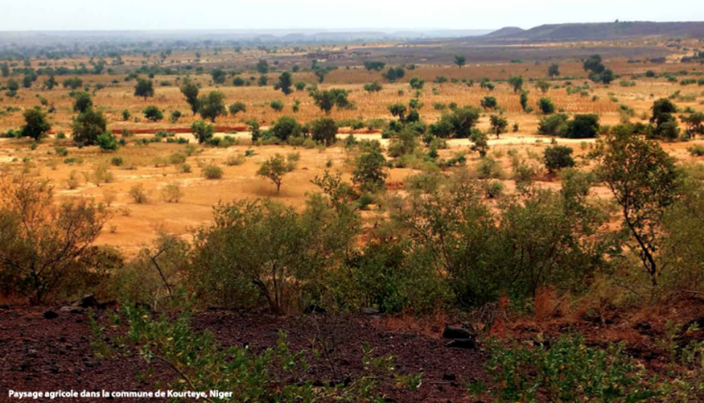 Agricultural landscape in the commune of Kourteye, Niger